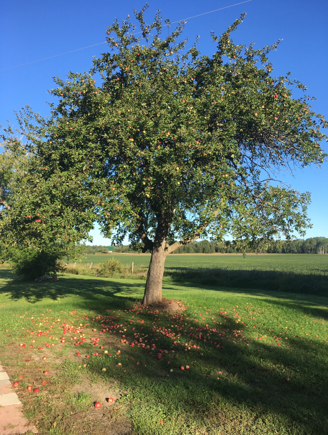 The Old Country Church, Harrisville, Michigan, vacation rental